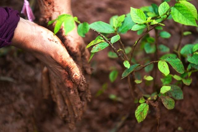 植树真的能抵消碳吗 二氧化碳捕集与封存技术国家地方联合工程研究中心